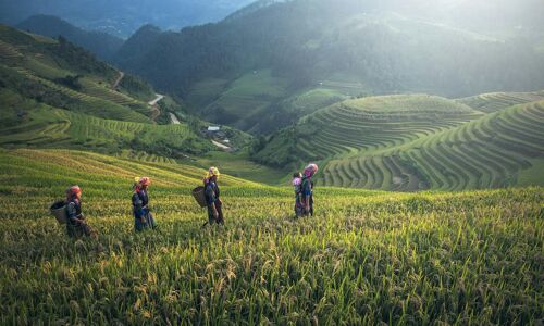 Sapa Rice-fields